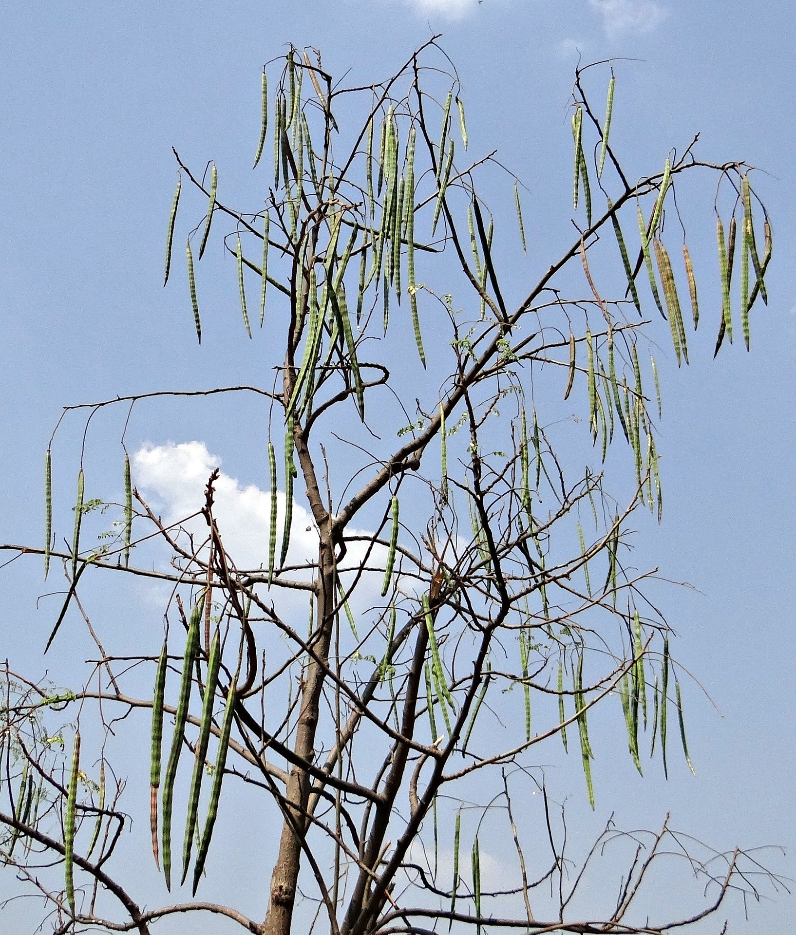 Le miracle du moringa